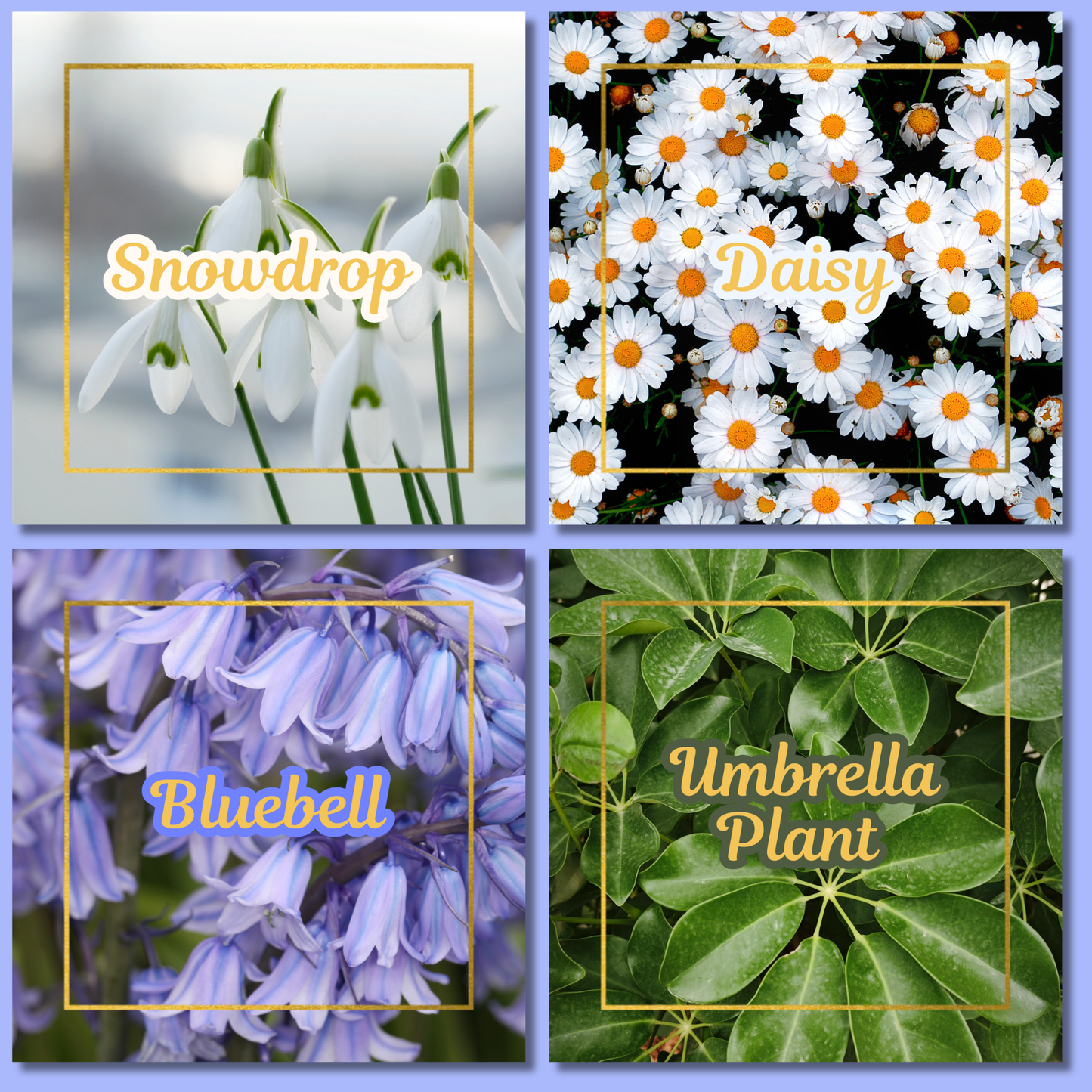 Botanical Flower Magnets