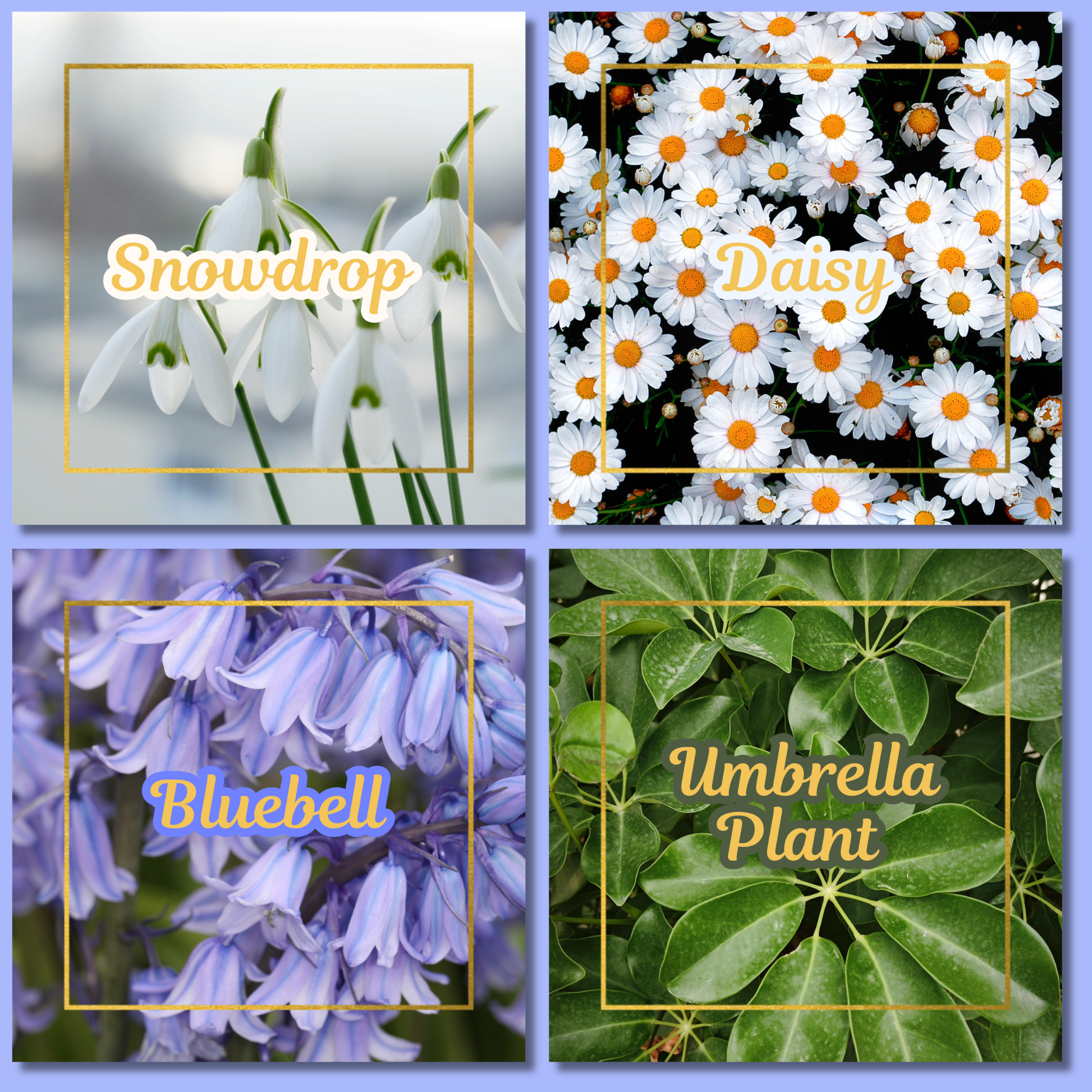 Botanical Flower Magnets
