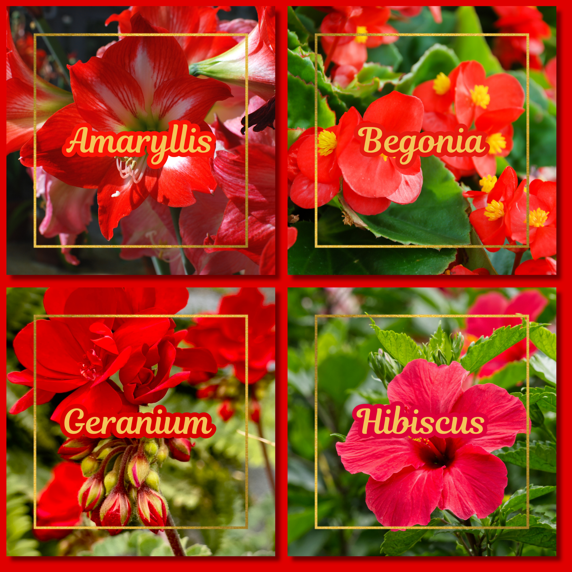 Botanical Flower Magnets