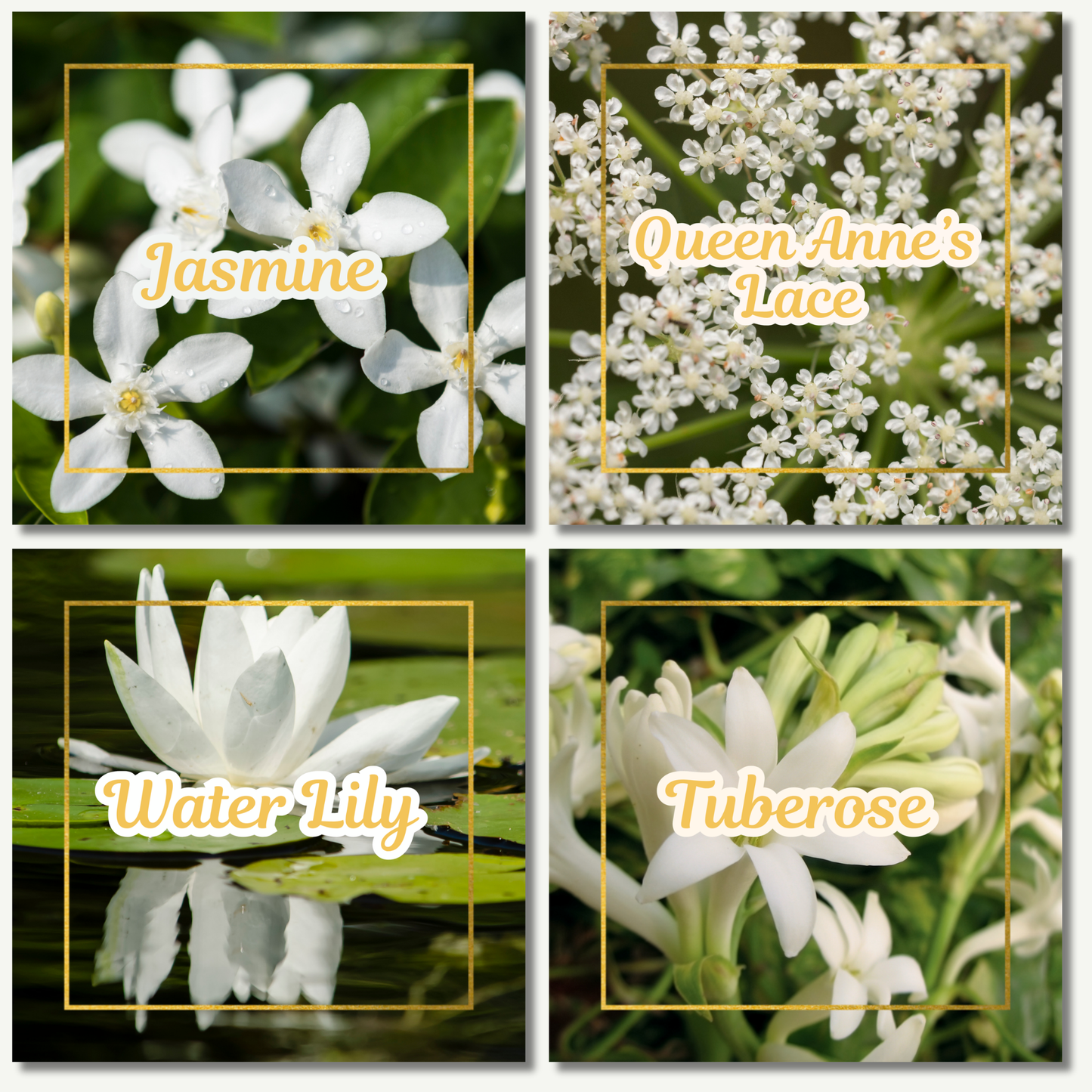 Botanical Flower Magnets