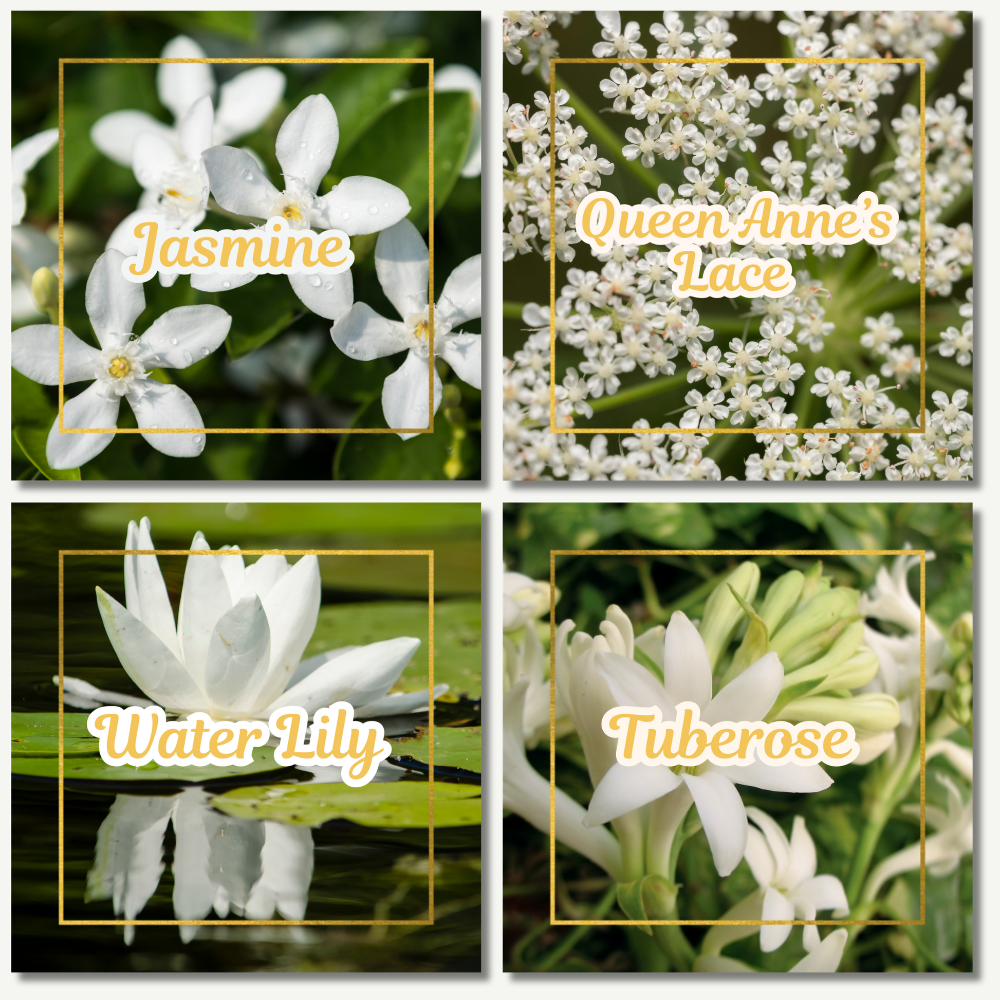Botanical Flower Magnets
