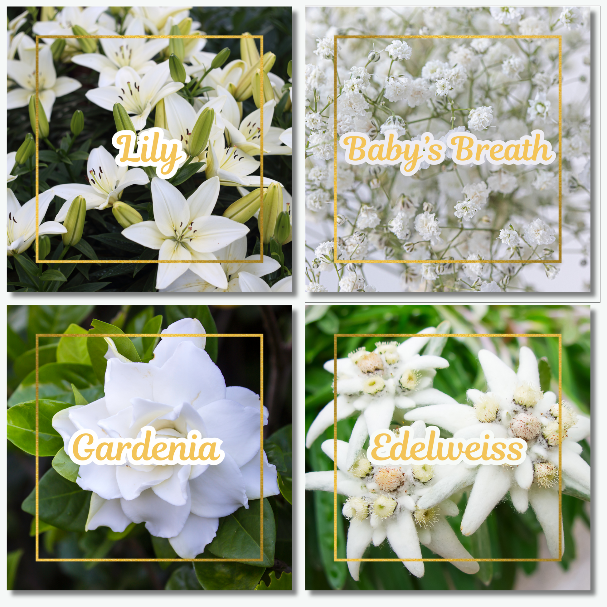 Botanical Flower Magnets