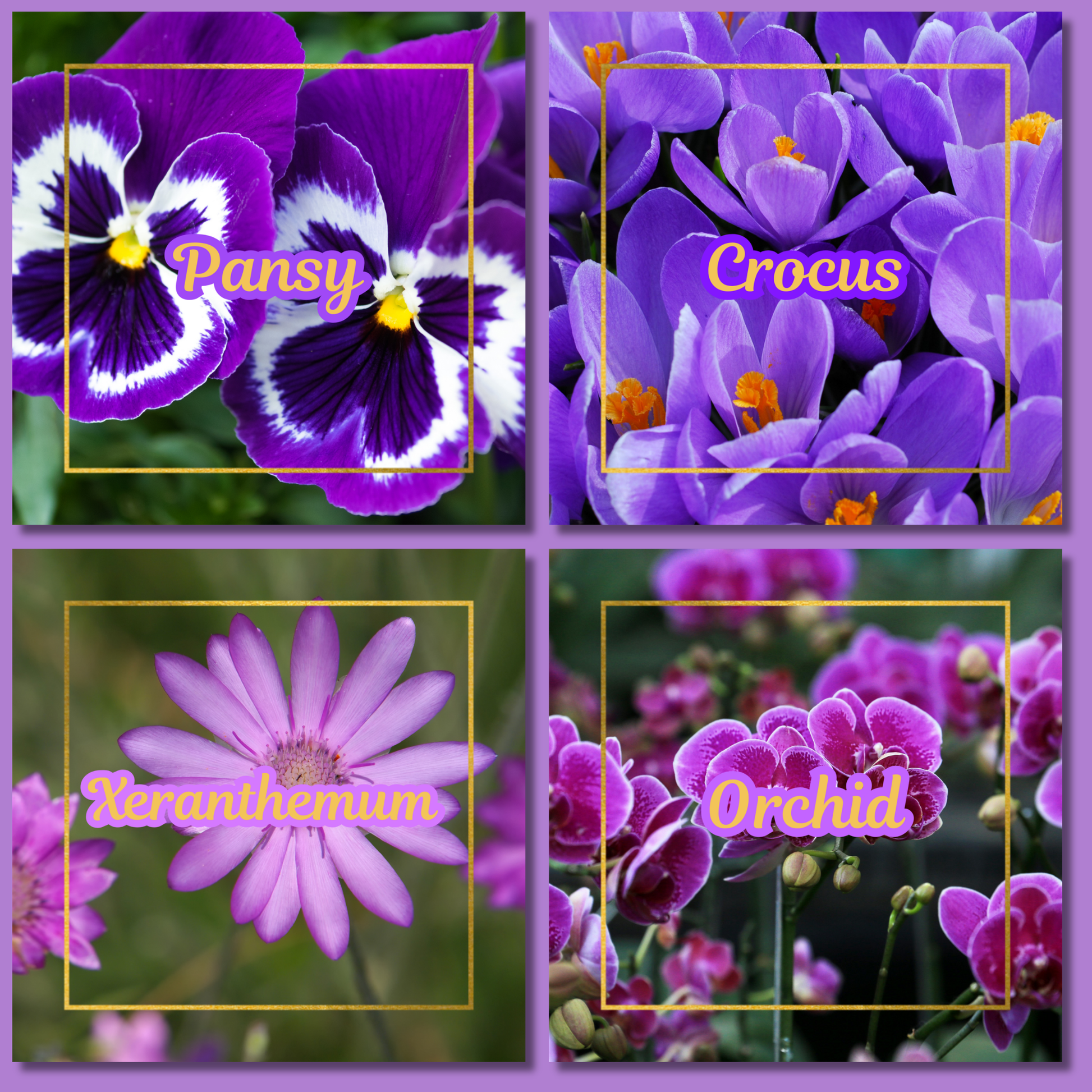 Botanical Flower Magnets