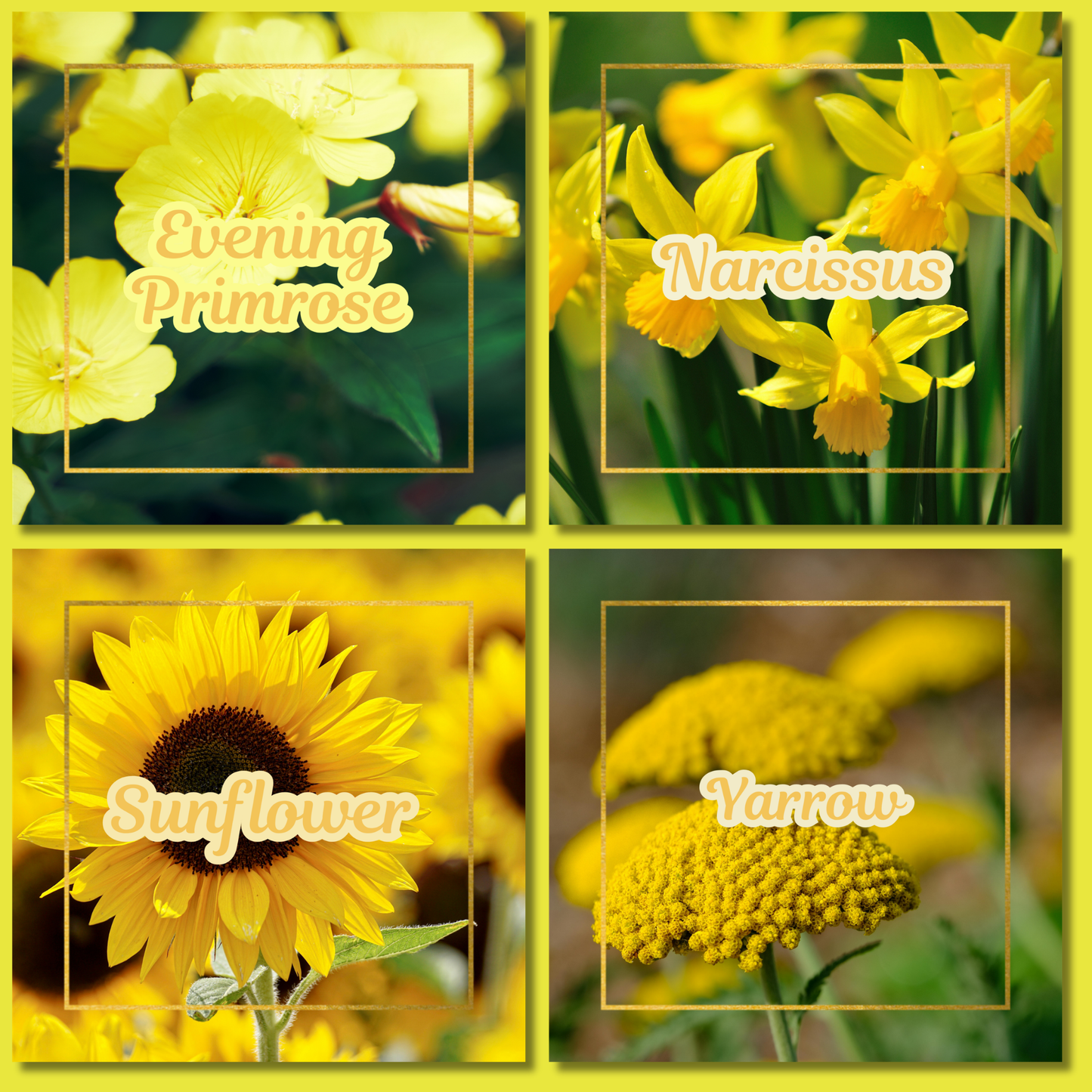Botanical Flower Magnets